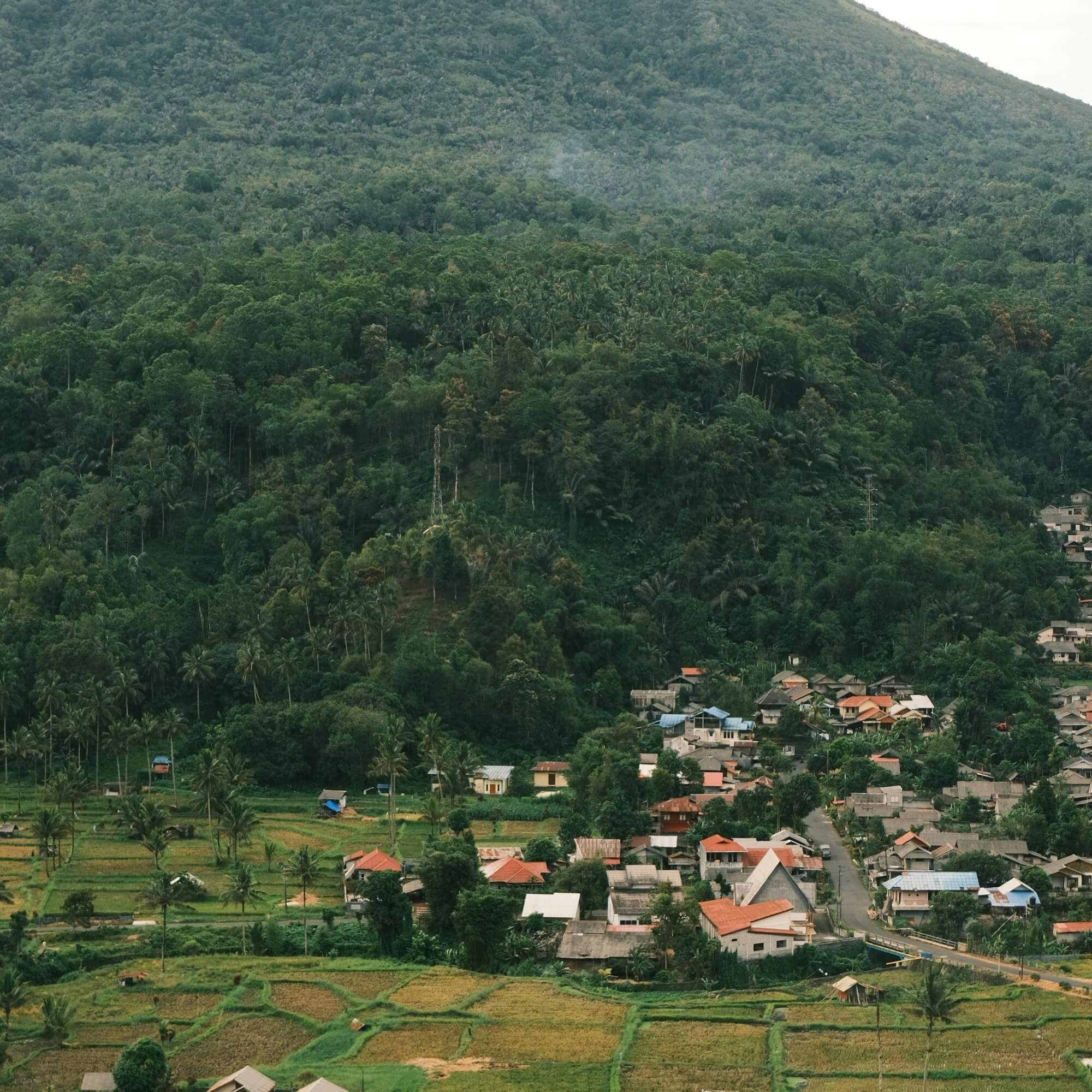Enrekang highland coffee landscape
