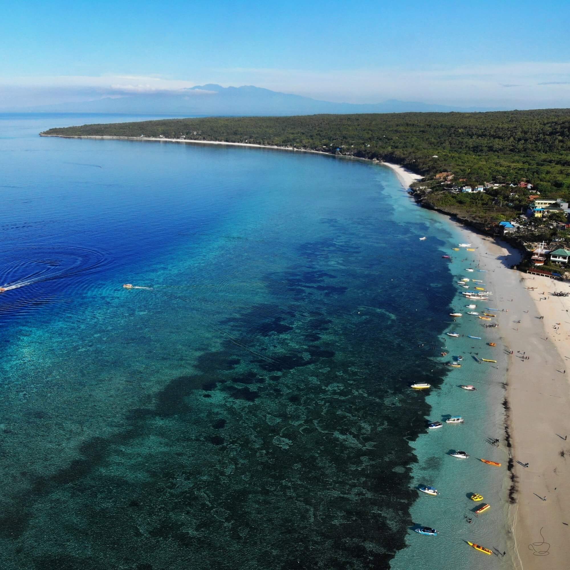 Cupping table evaluating Sulawesi coffees