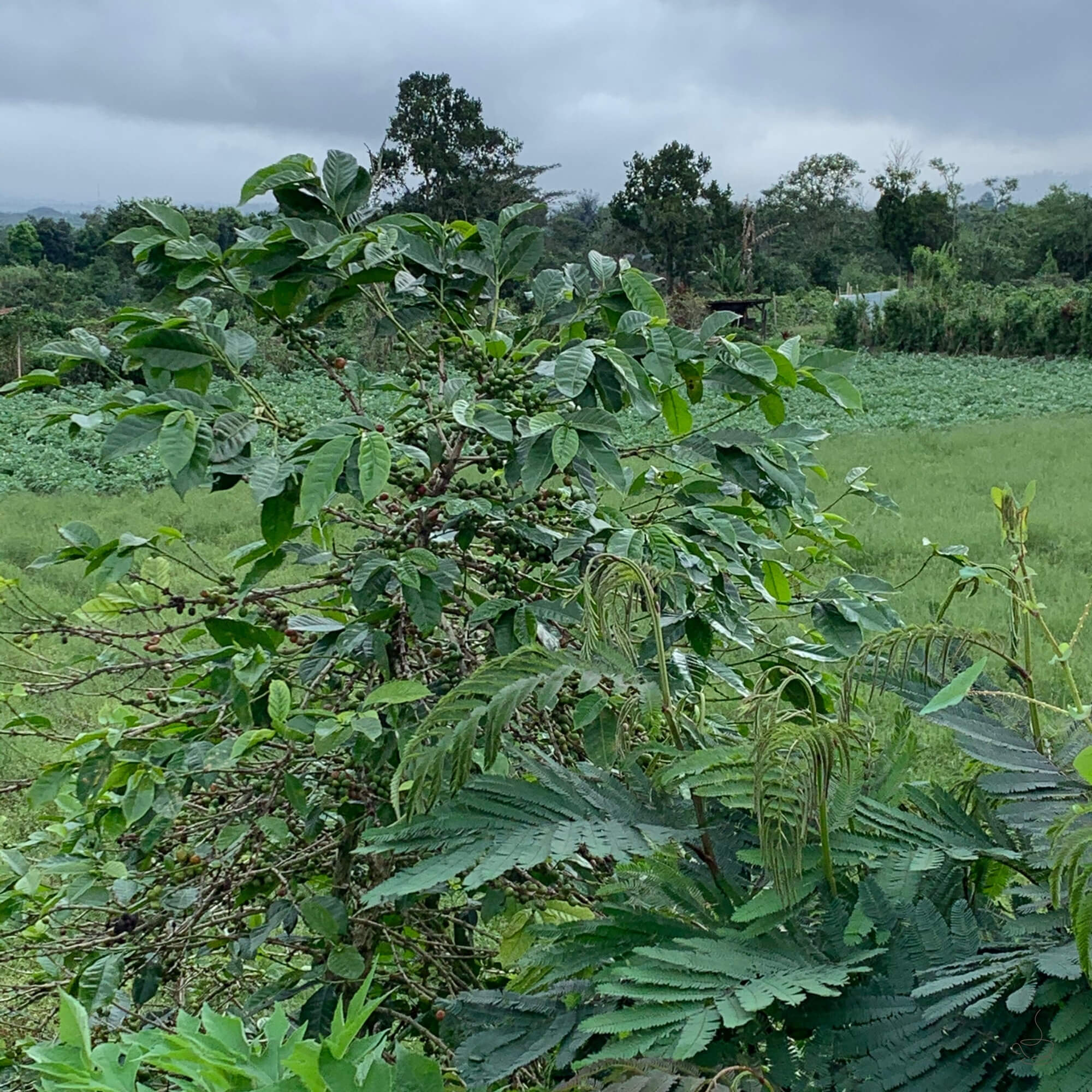 Lush Sumatran coffee landscape with mist, forest and coffee trees