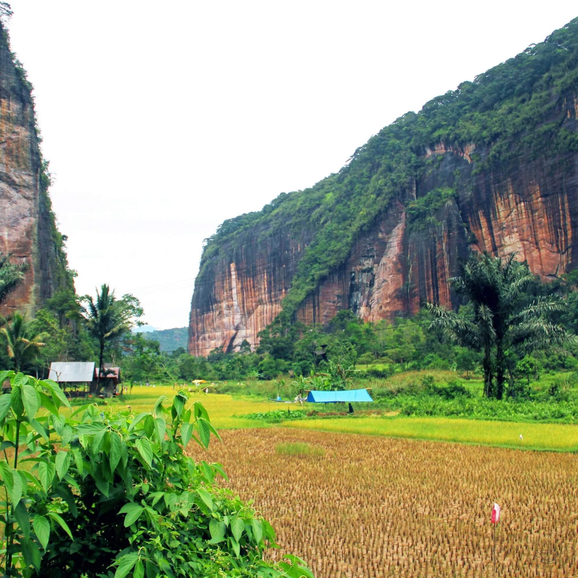 Coffee drying on patios in Sumatra