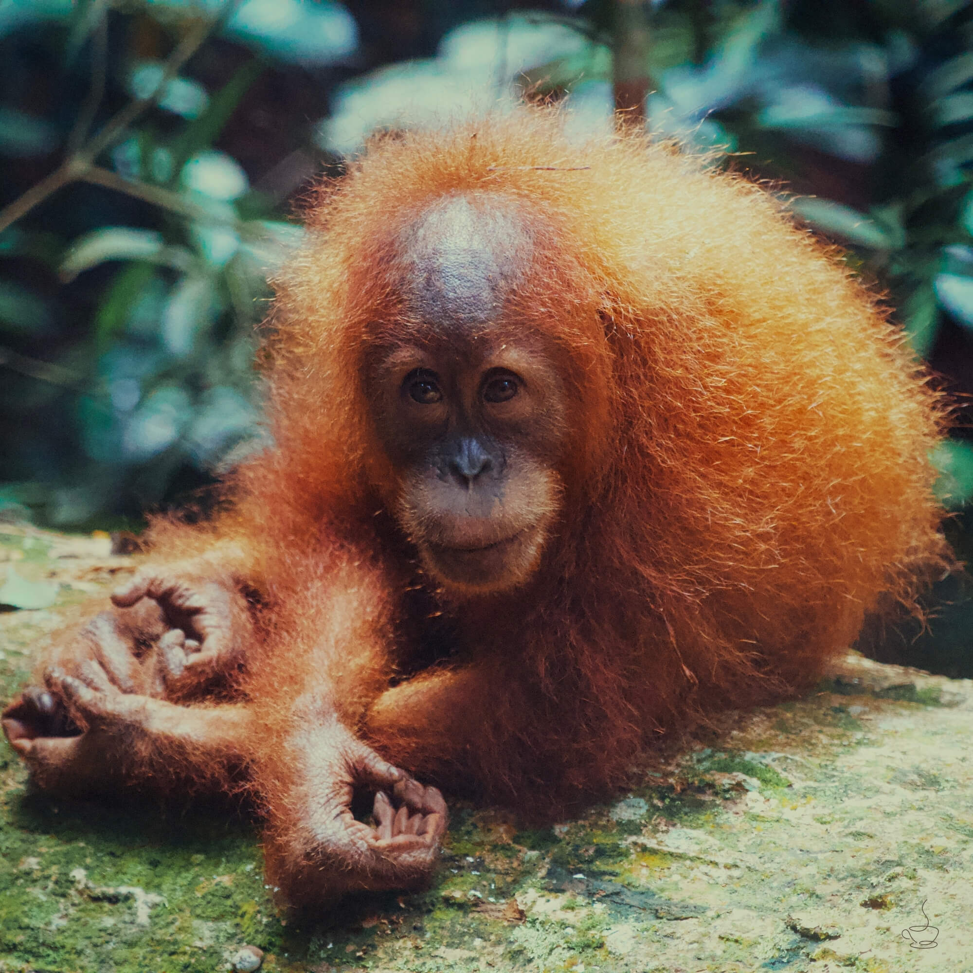 Ripe Sumatran coffee cherries