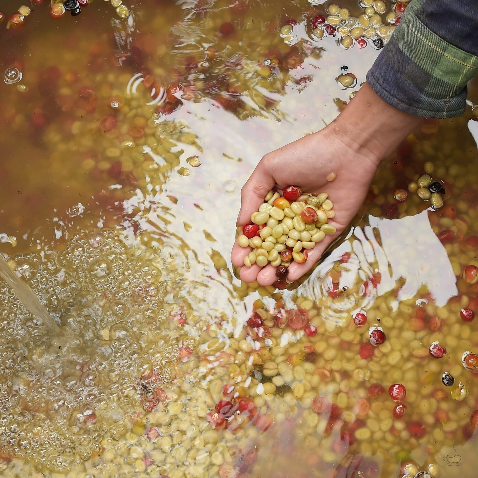 Raised beds with coffee in Sumatra