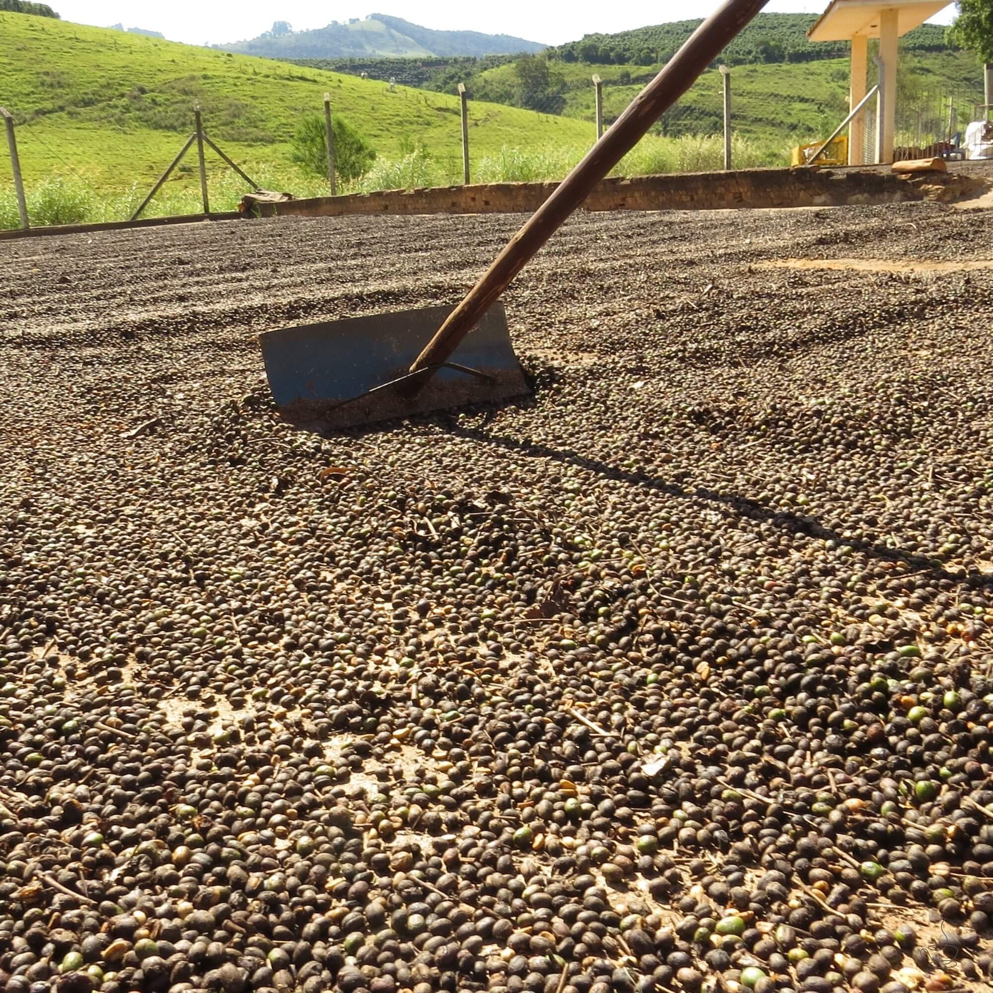 Natural processed coffee cherries drying evenly on patios