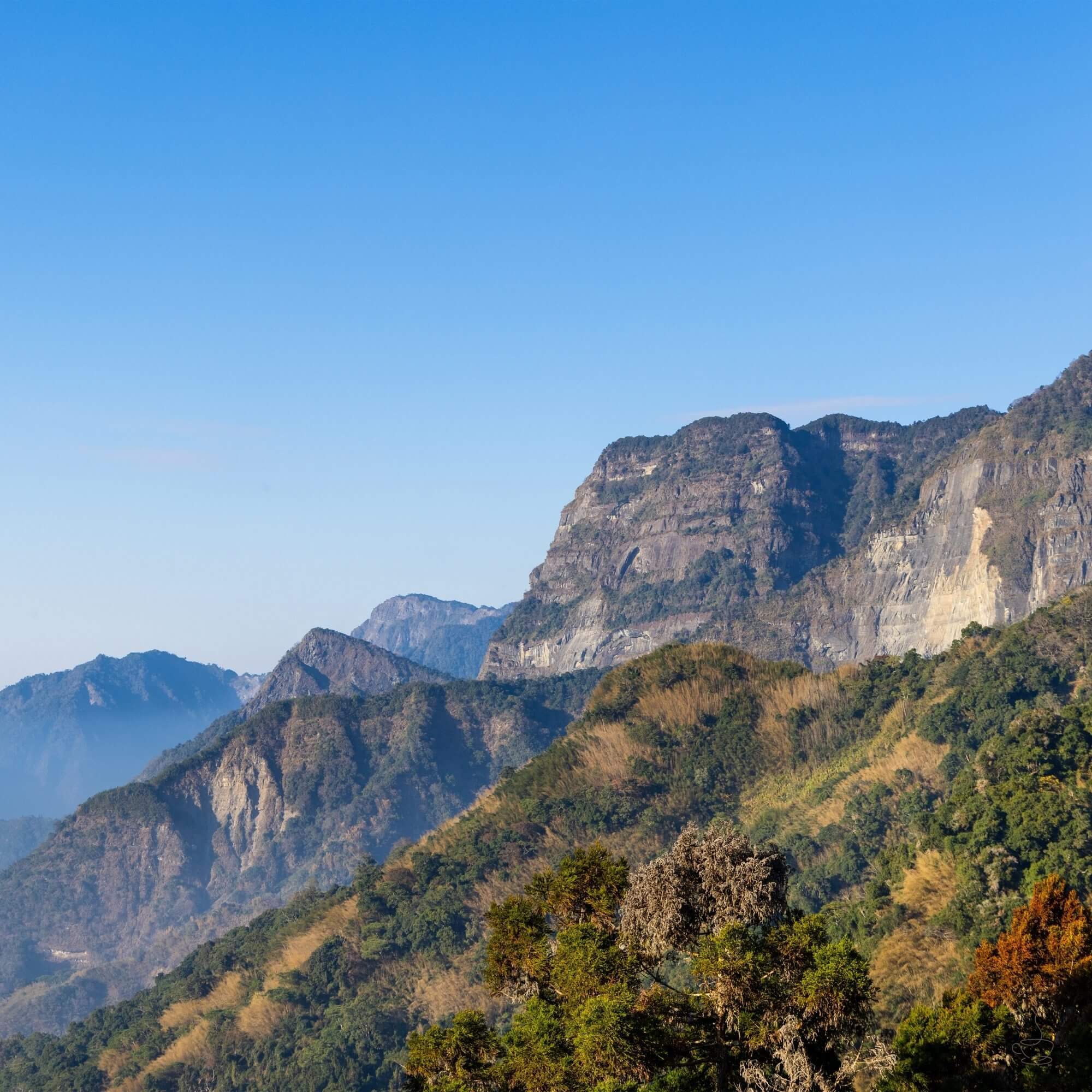 Alishan high mountain coffee and tea slopes