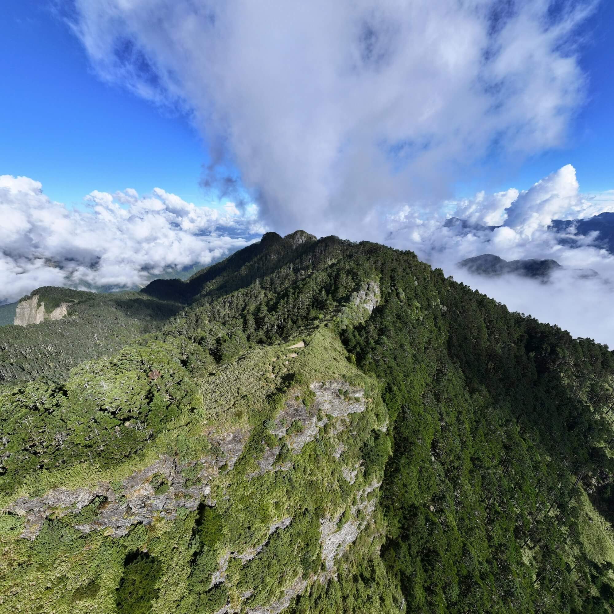 Taiwan high mountain farms