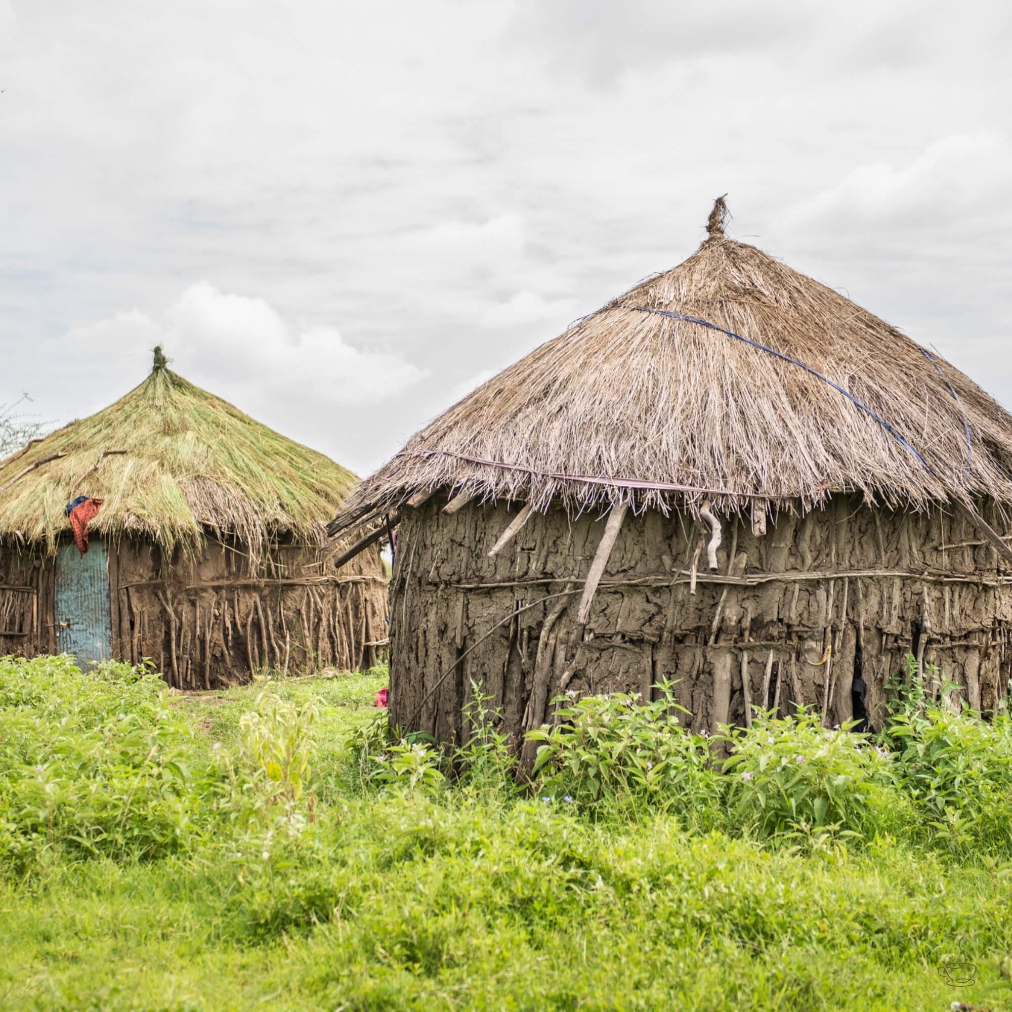 Cupping table with Tanzanian coffees