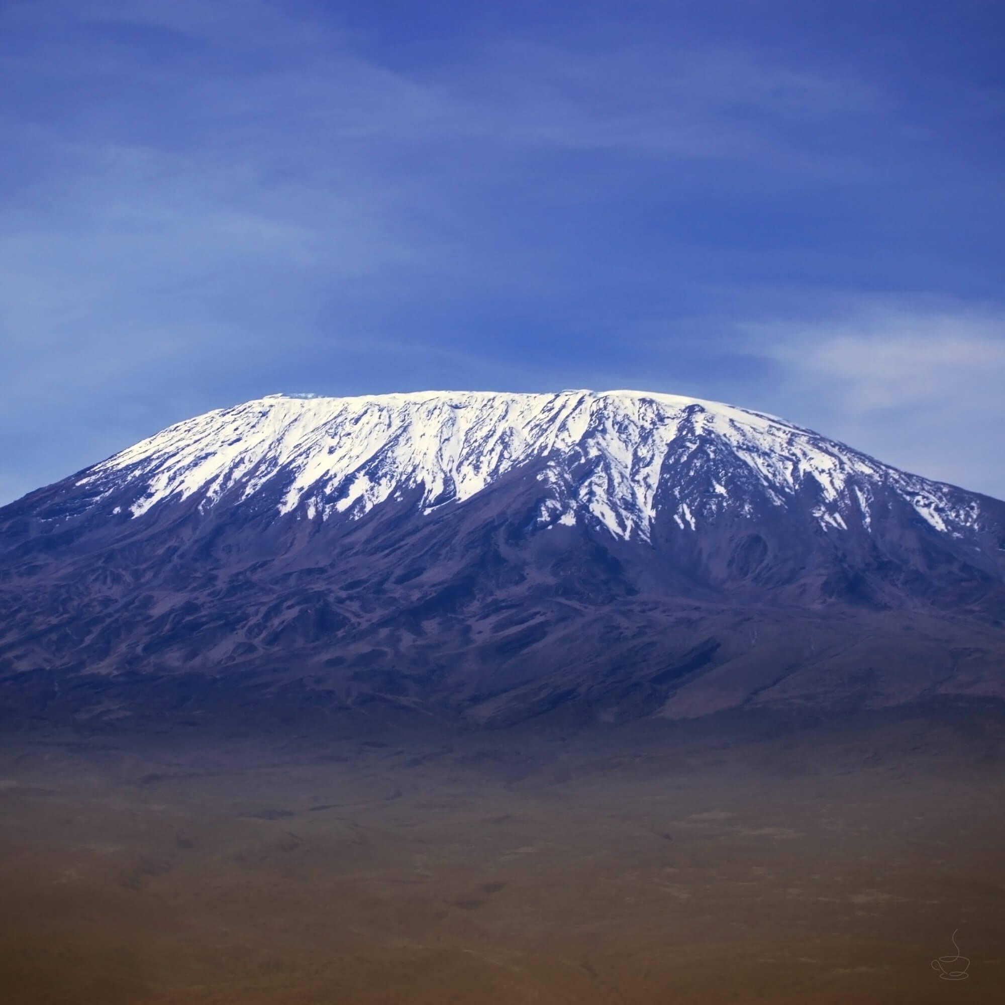 Coffee trees on the slopes near Mount Kilimanjaro in Tanzania