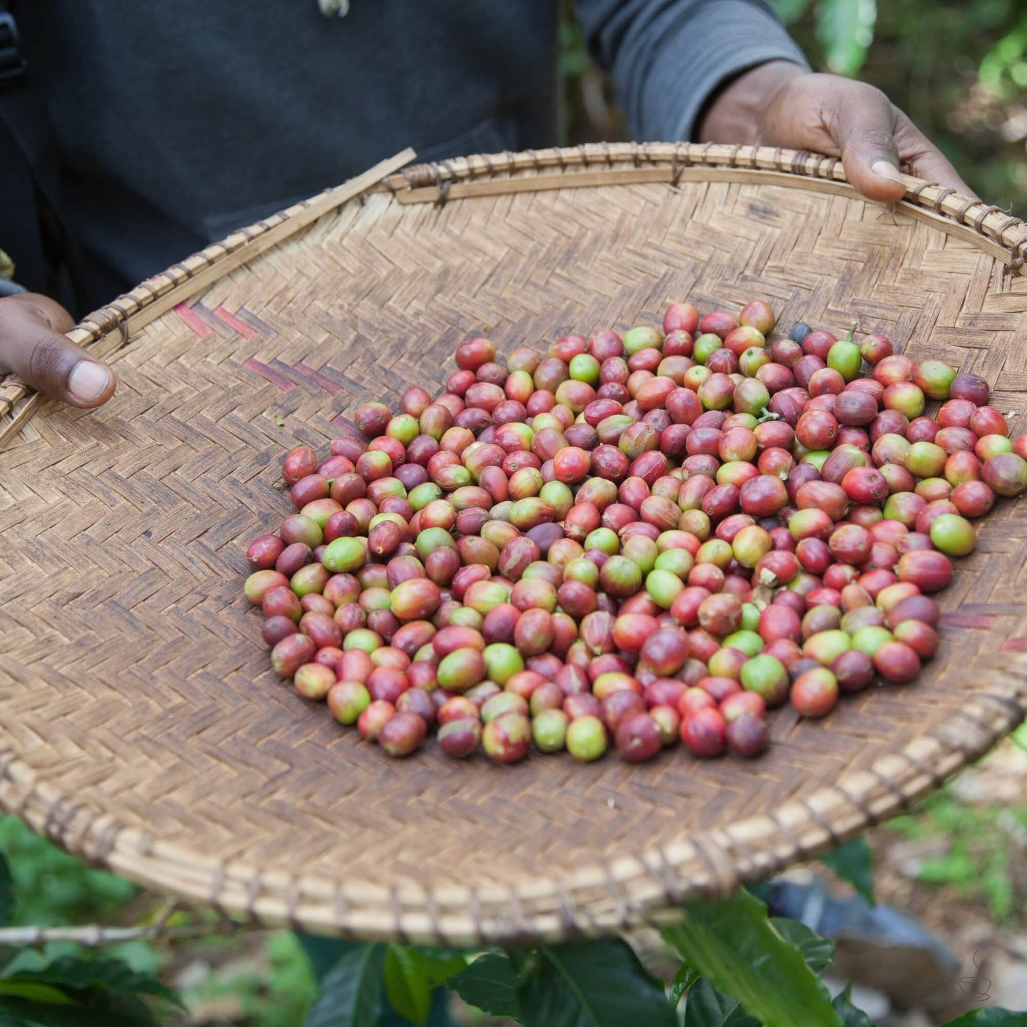 Mount Kilimanjaro rising above coffee-growing foothills