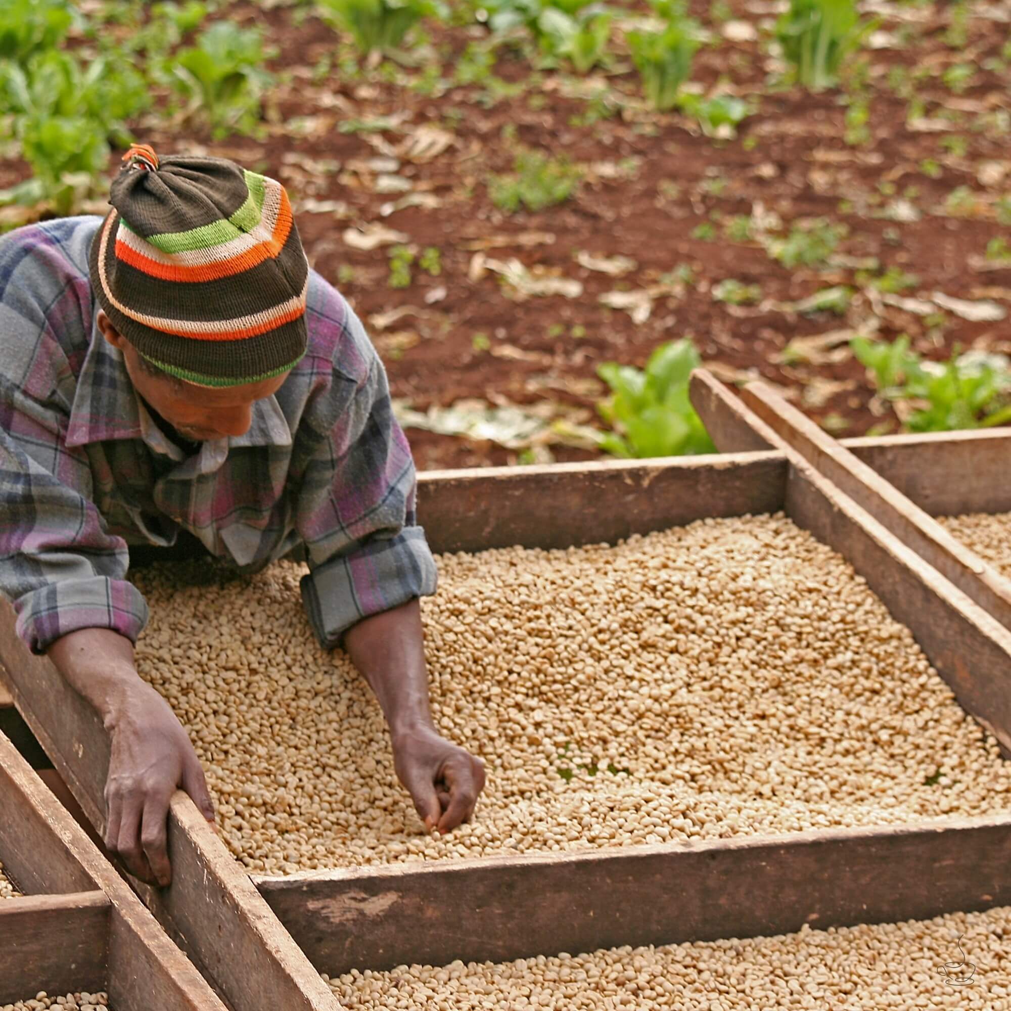 Smallholder farmers and drying beds in Mbeya
