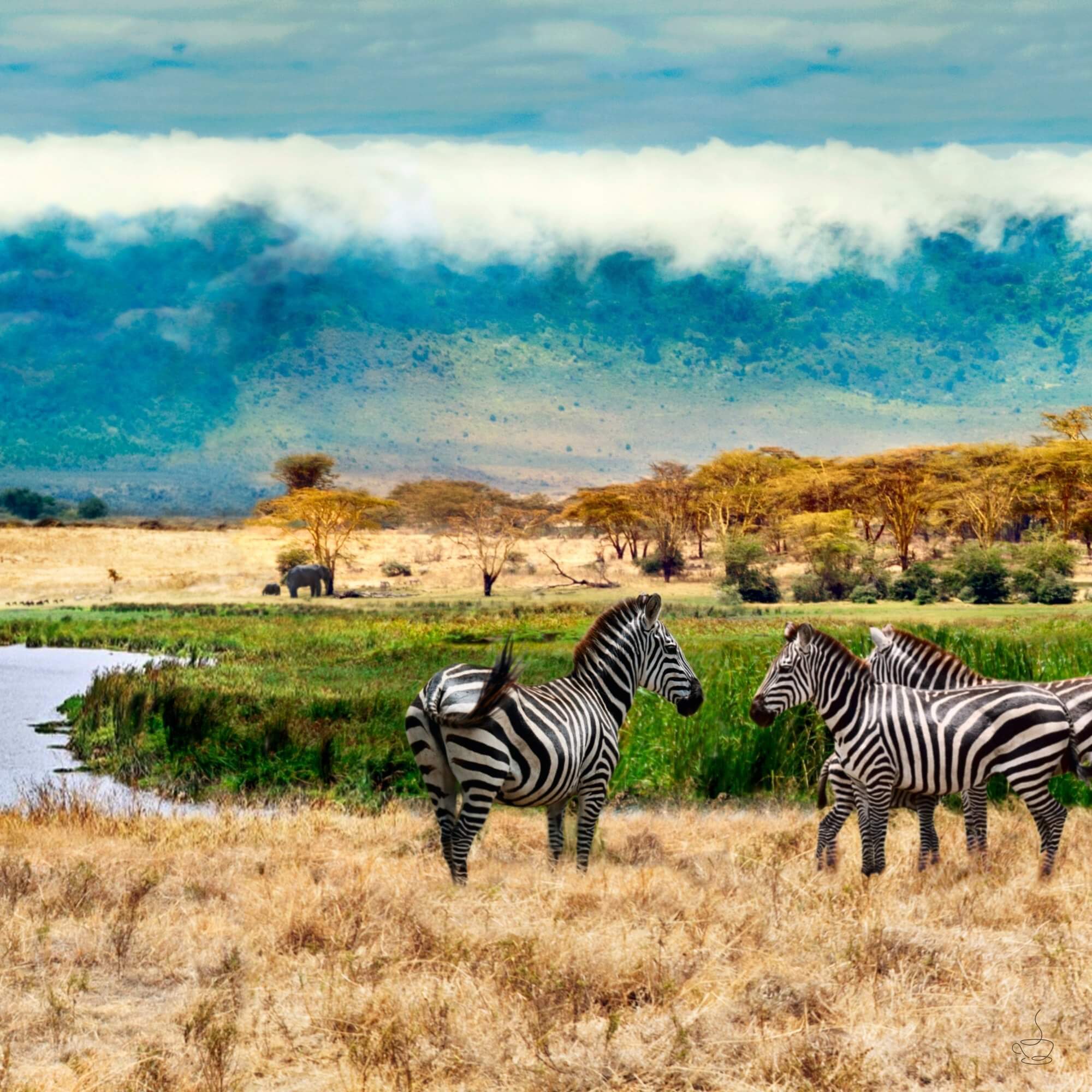 Ripe red coffee cherries in Tanzania