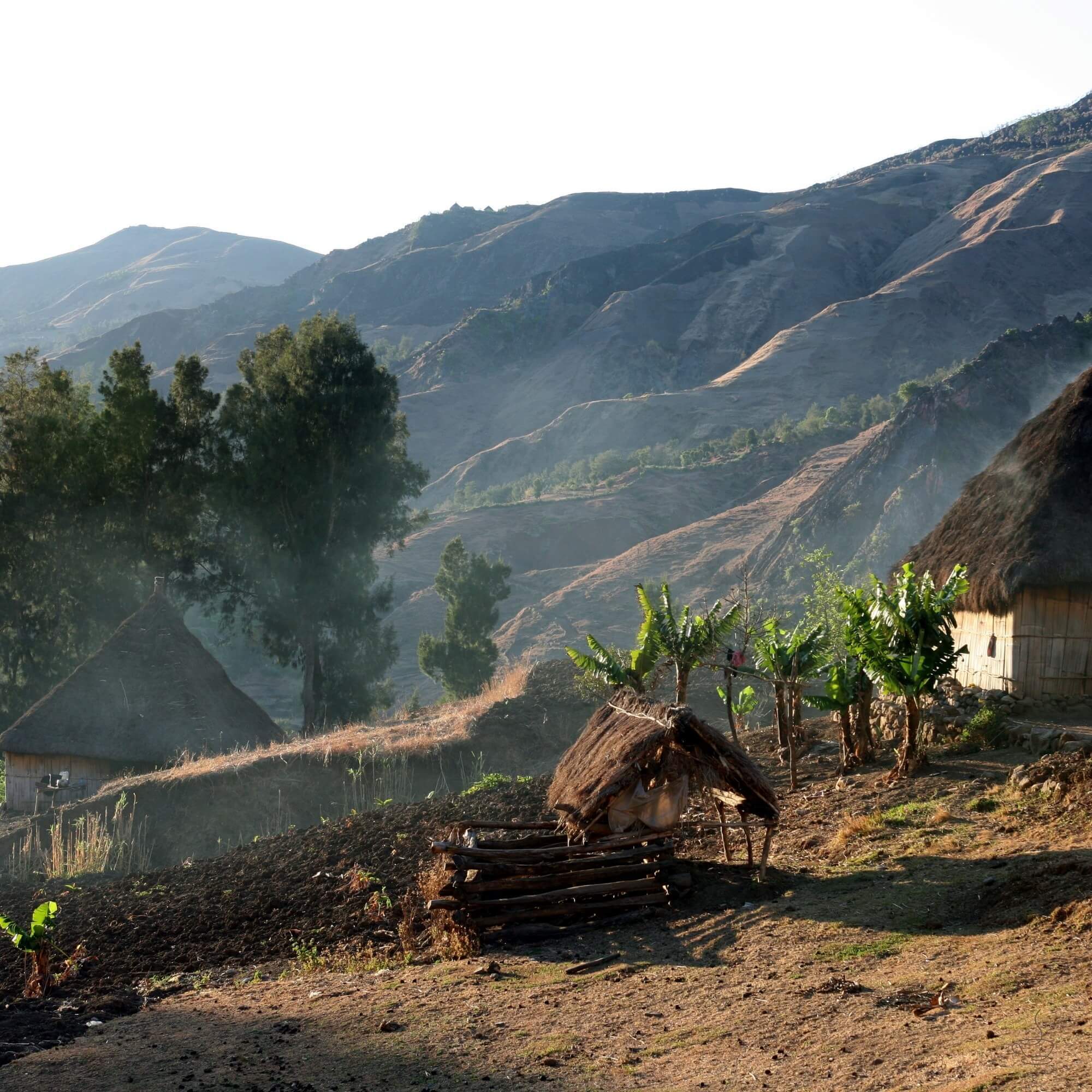 Highland coffee farms in Timor-Leste with trees and mountain backdrop