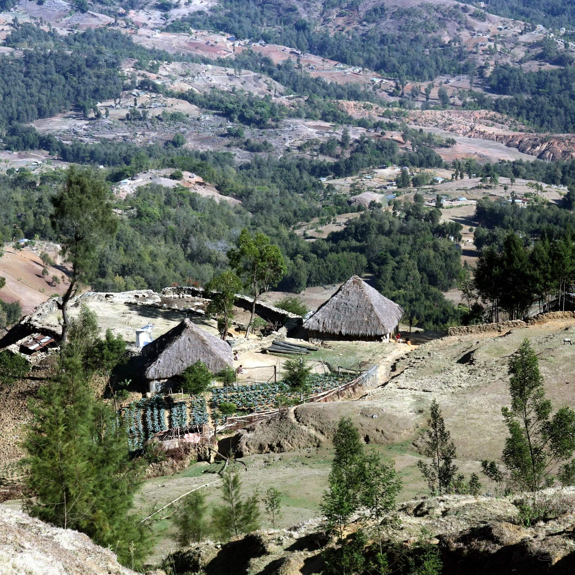 Bags of Timor-Leste coffee ready for export