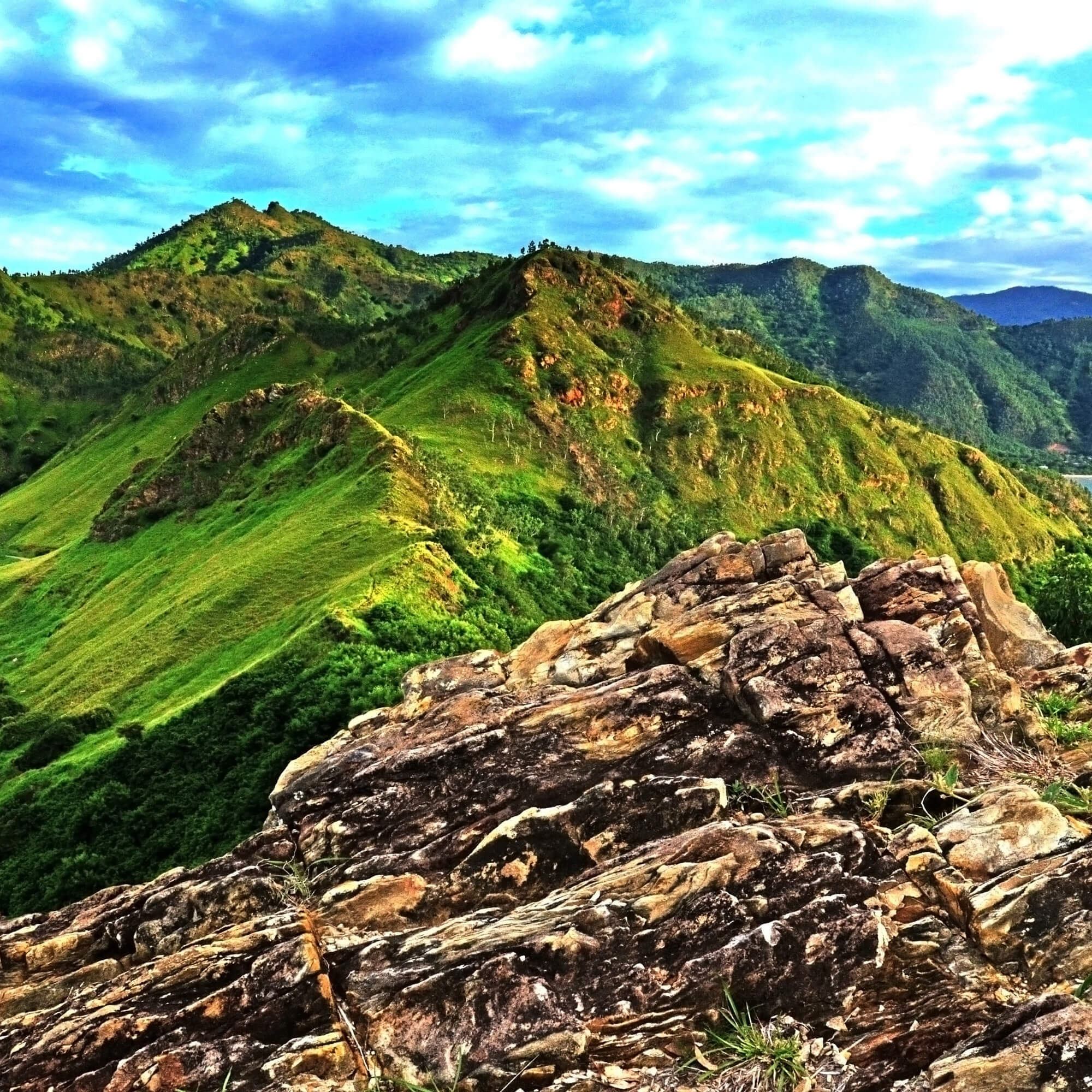 Coffee trees and hillsides in Timor-Leste