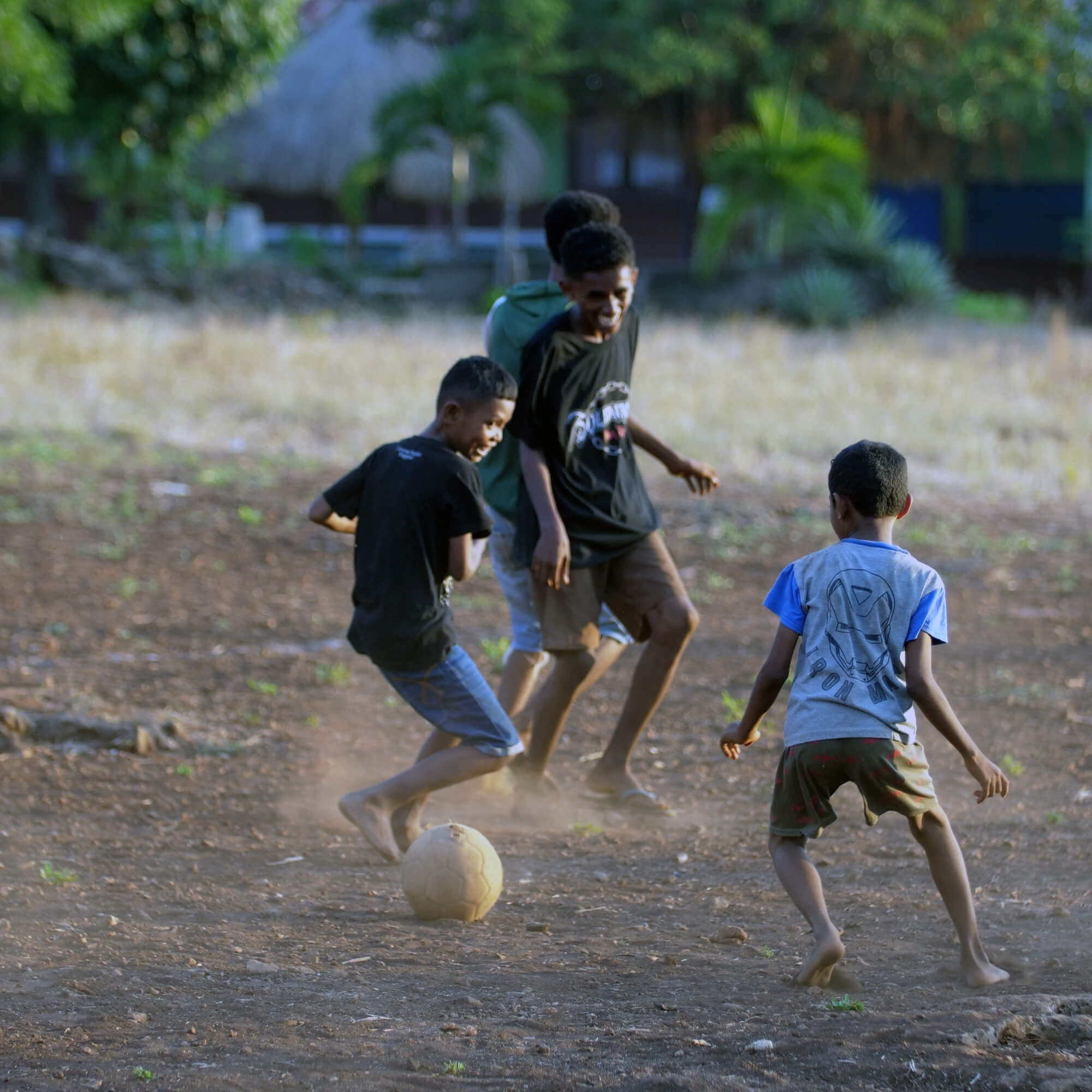 Ripe coffee cherries in Timor-Leste