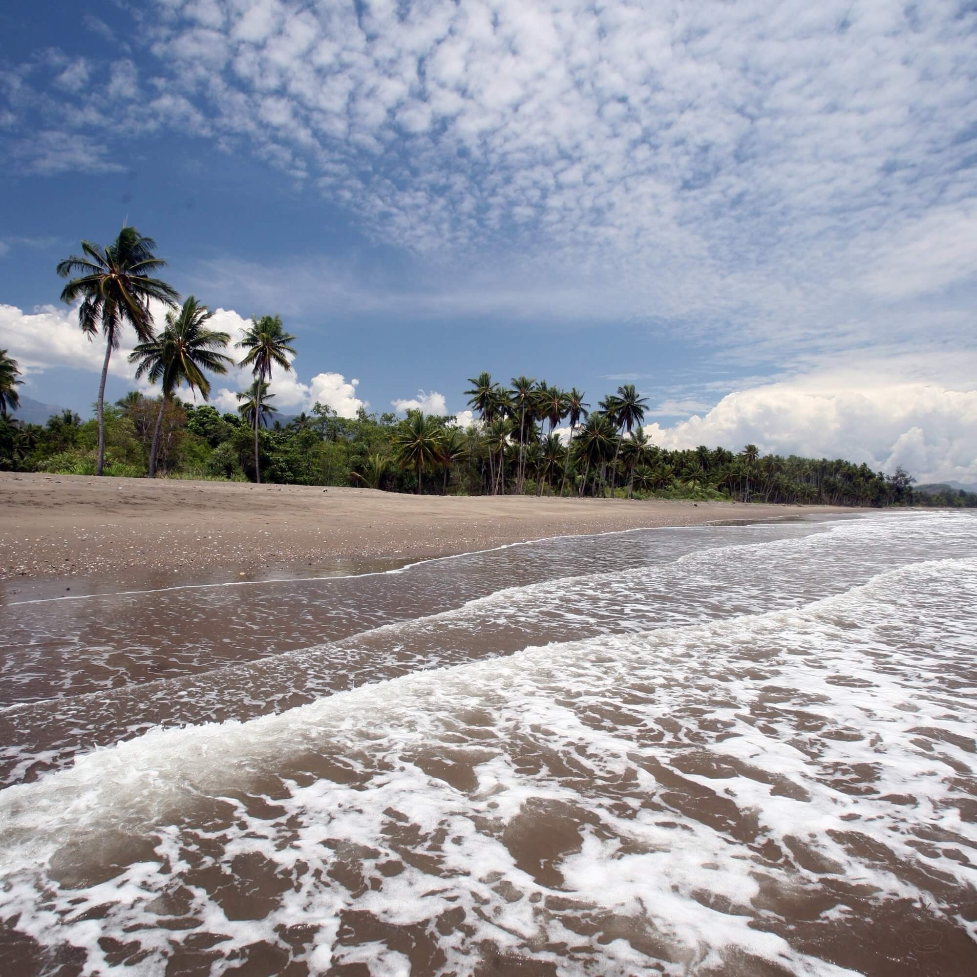 Timor-Leste coffee producer among trees