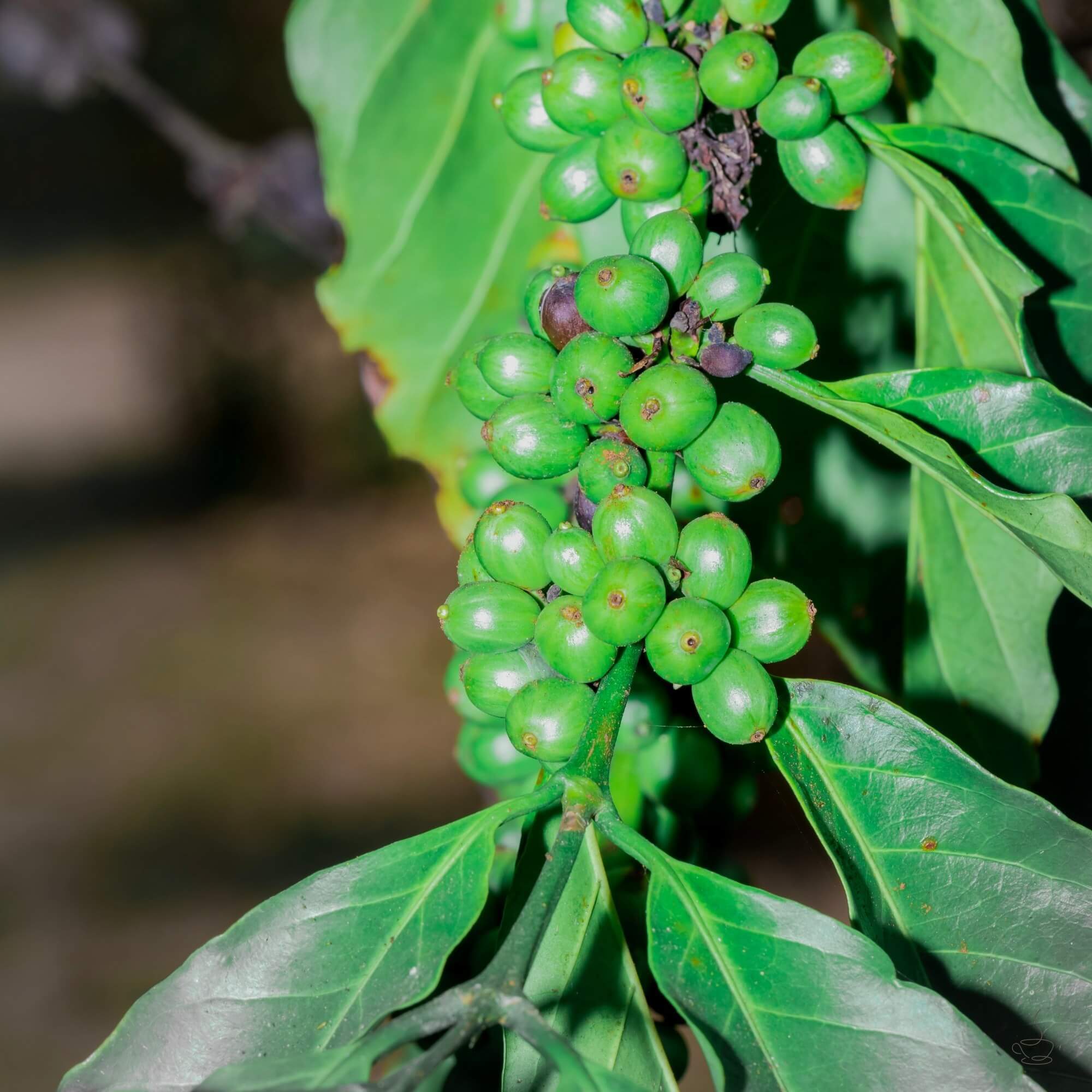 Mount Elgon coffee washing station and terraces