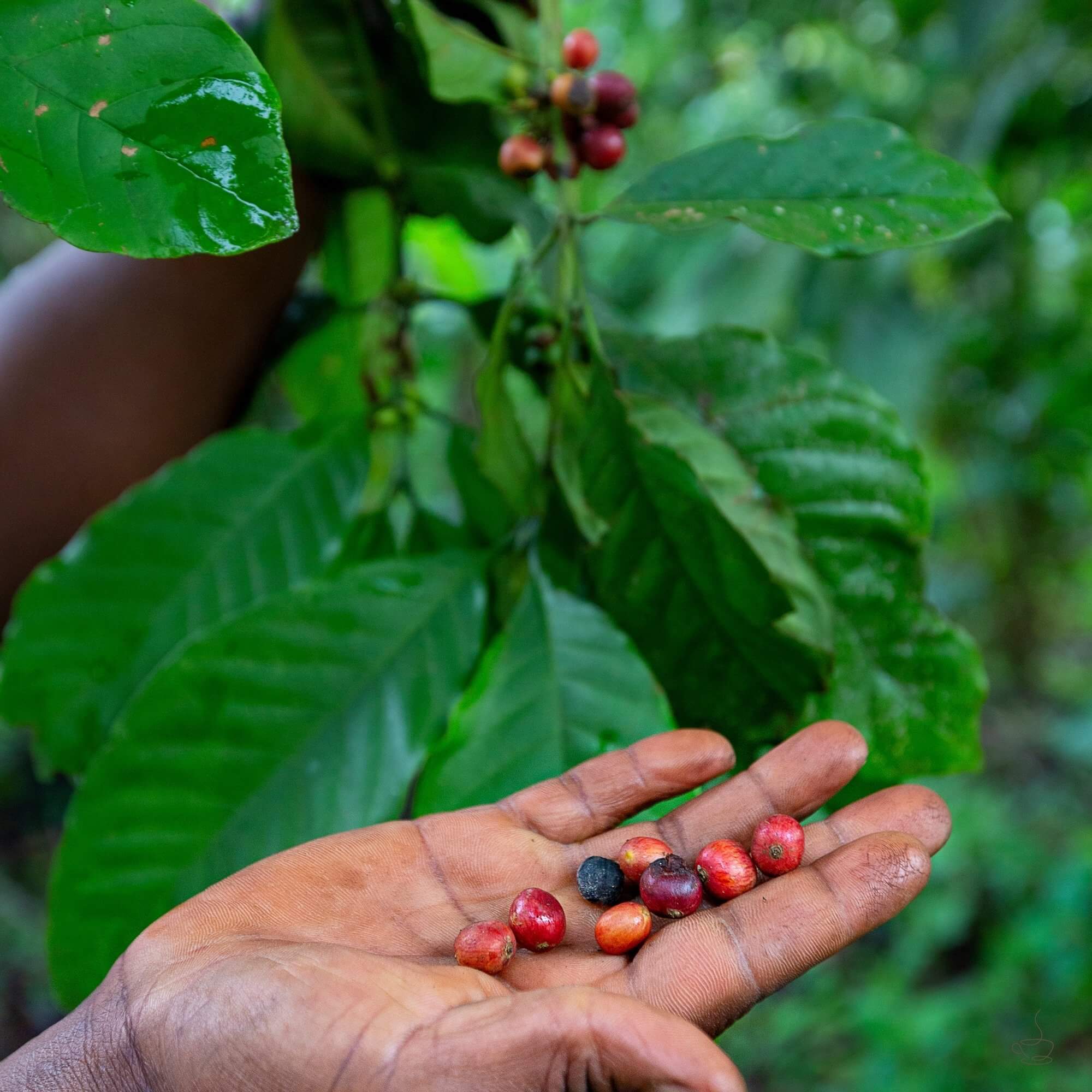 Cupping table evaluating Ugandan coffees