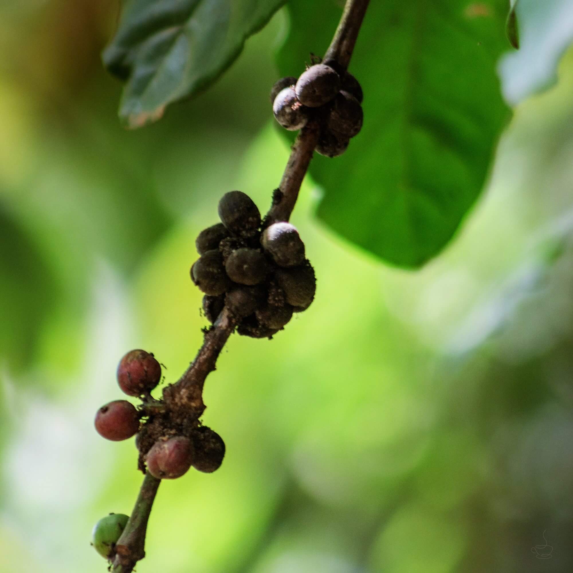 Robusta trees and farmers in Uganda