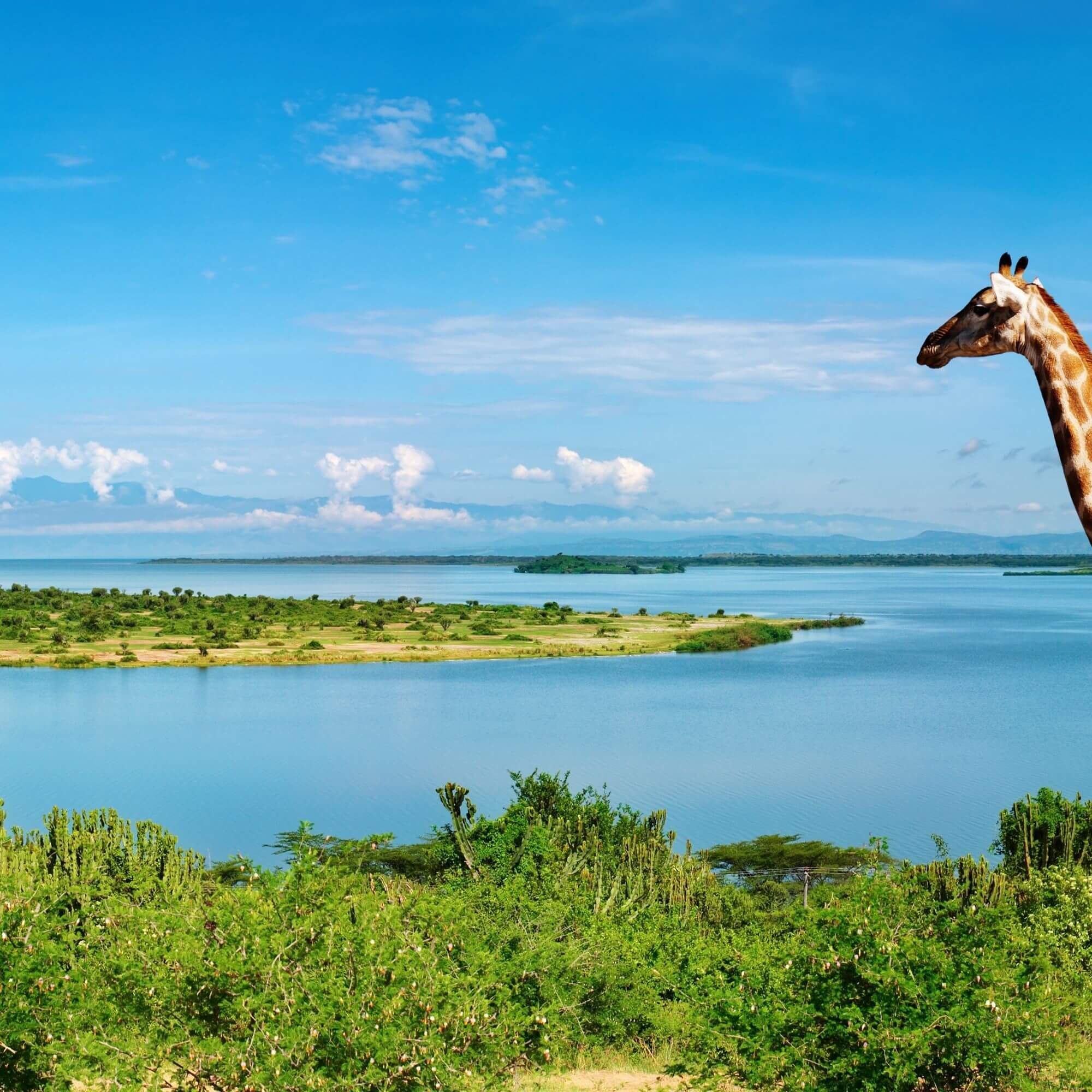 Coffee farms around the Rwenzori and Mount Elgon in Uganda