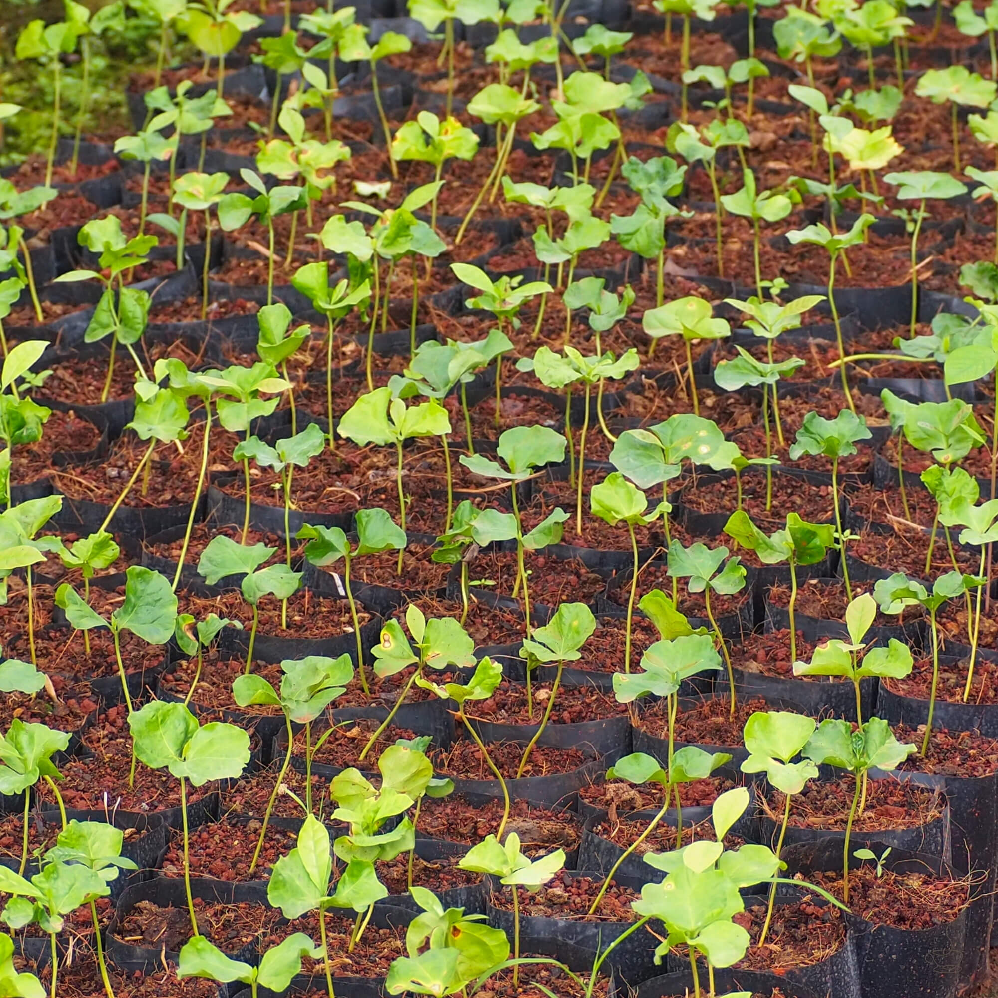 Highland coffee landscapes in Uganda