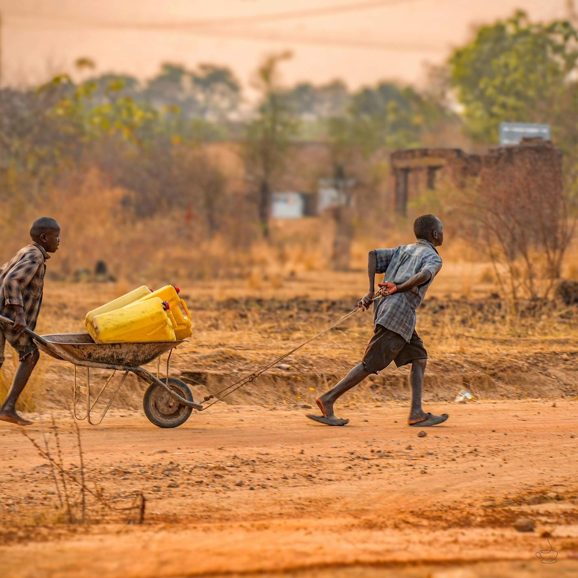 Ugandan coffee farmer standing among coffee trees