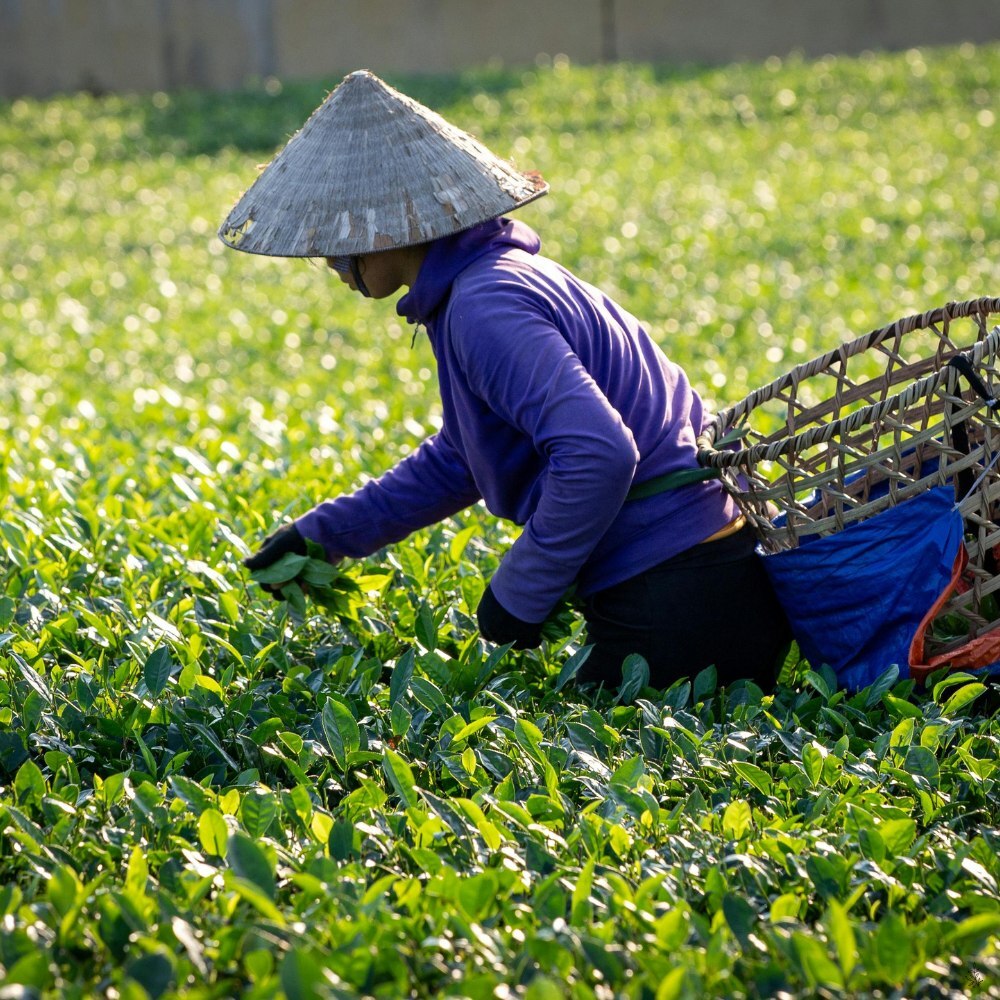 Assorted tea styles (placeholder image)