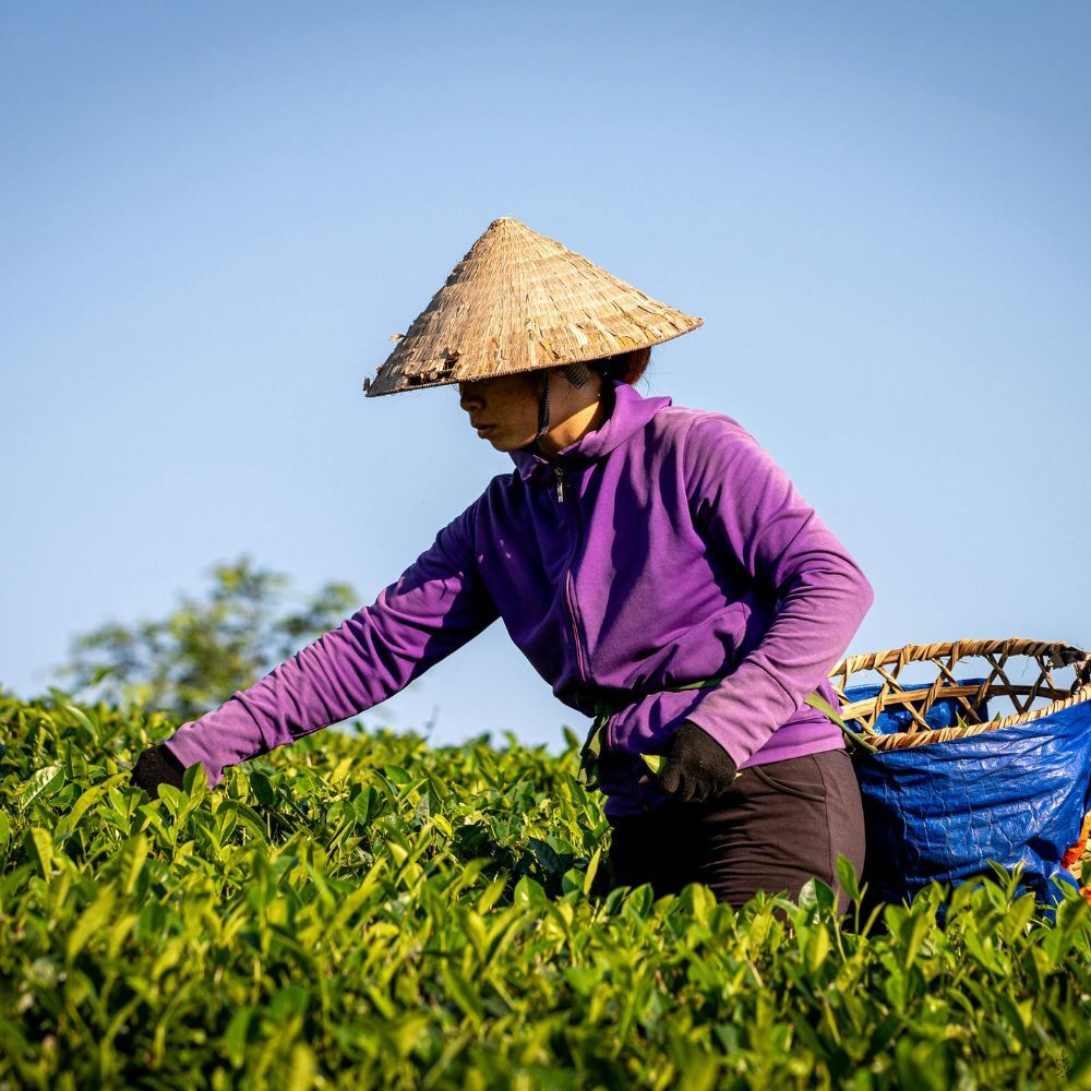 Tea harvest (placeholder image)