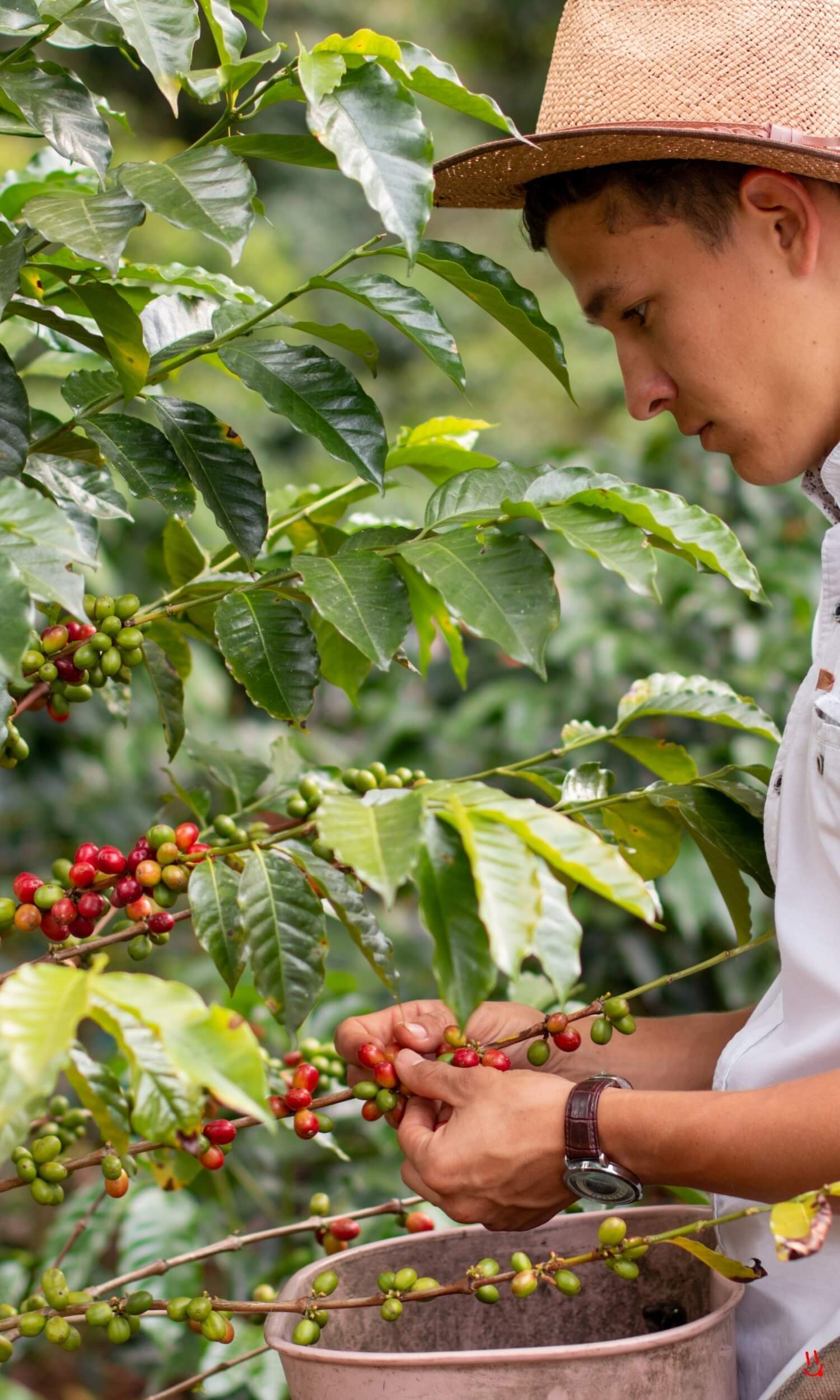 Explore coffee origins around the world (placeholder)