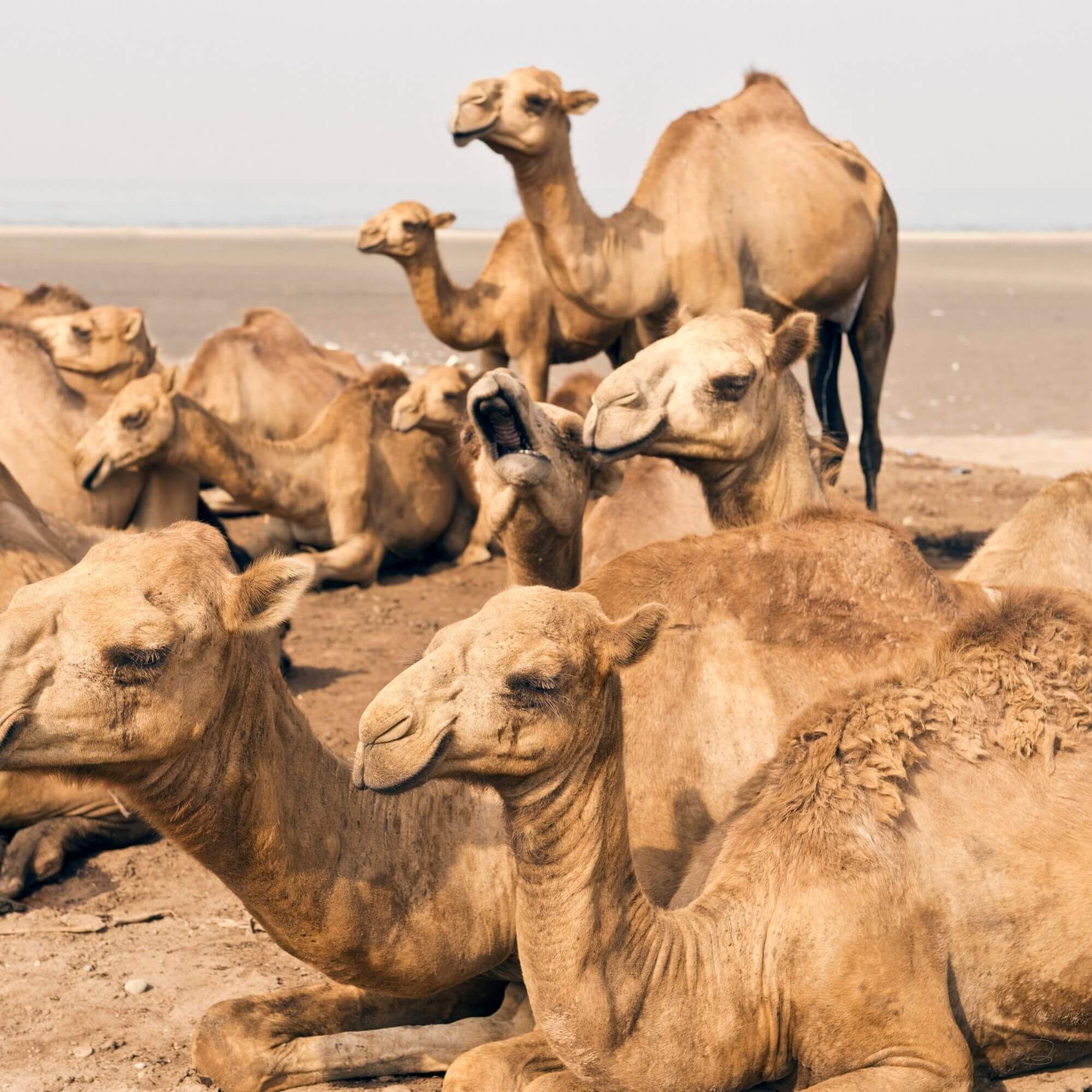 Traditional Yemeni coffee or mocha-style brew