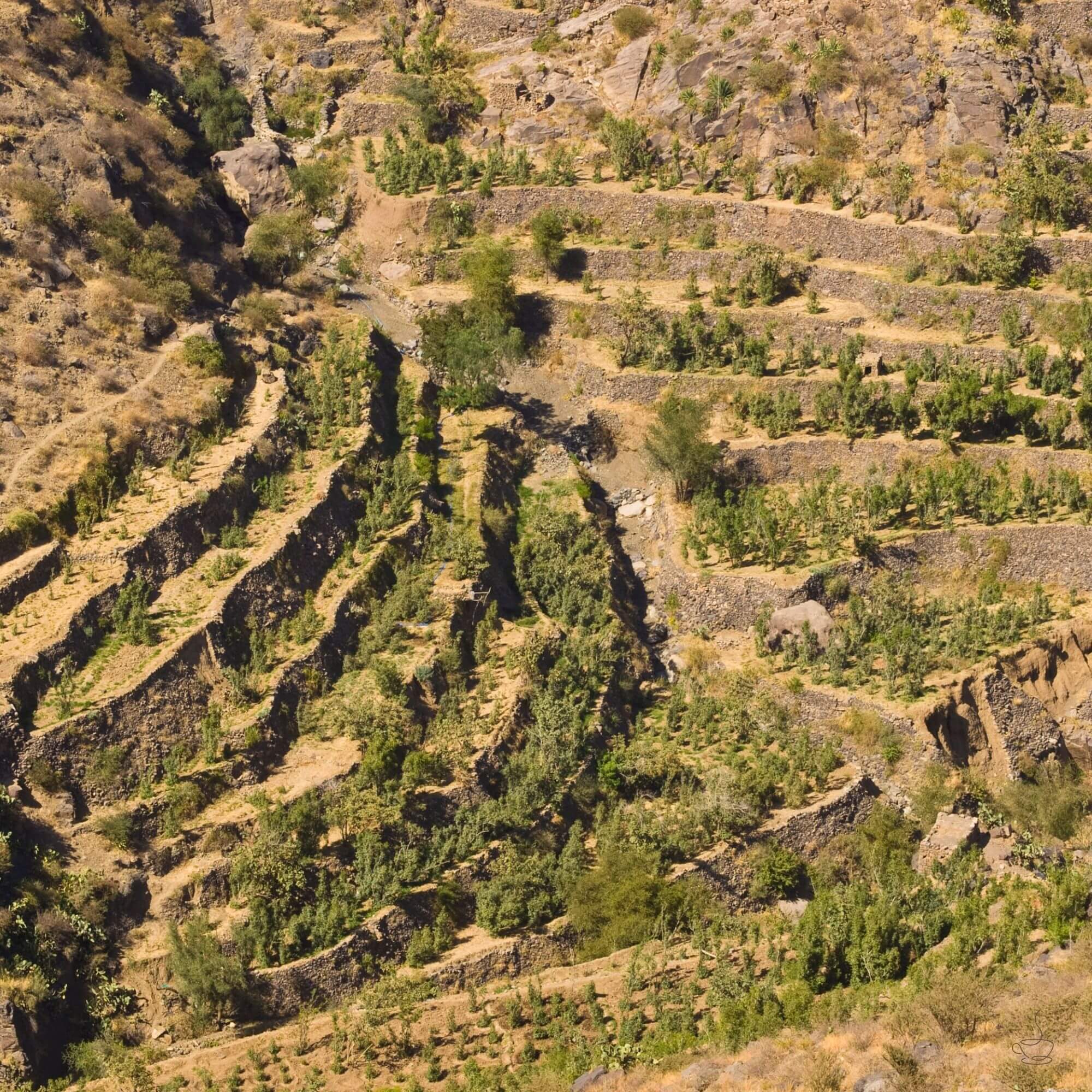 Ancient stone coffee terraces in Yemen