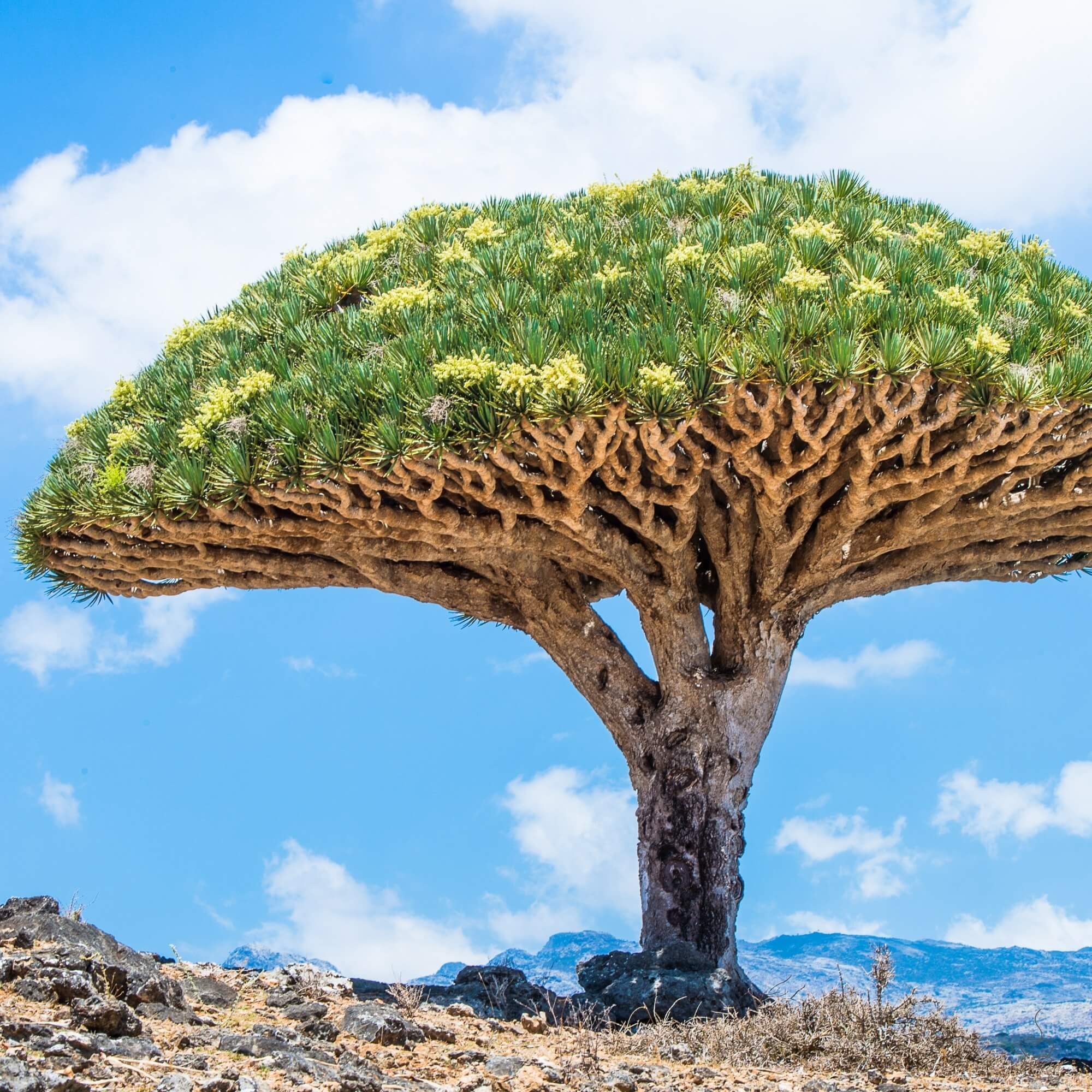 Ripe coffee cherries on a Yemen coffee branch