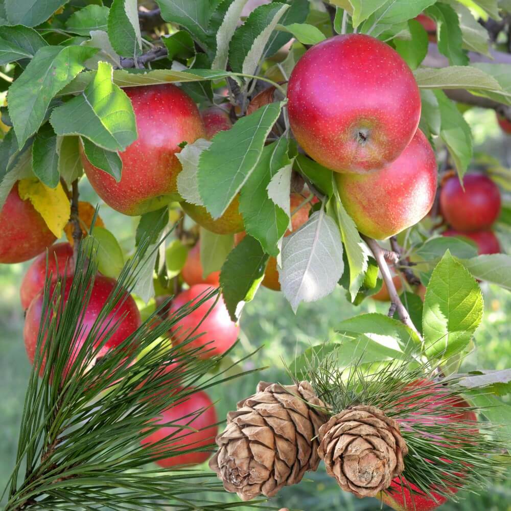 Gentle Trees soy wax melt of cedar, applewood, berries and fallen leaves