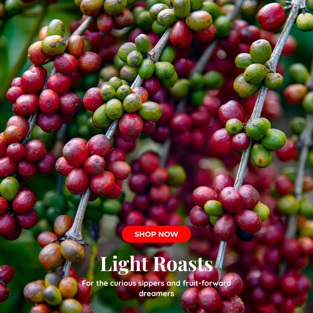 Close-up of ripe and unripe coffee cherries on the branch, used by Coo Coo’s Coffee to represent light roast coffee for curious sippers and fruit-forward flavor lovers