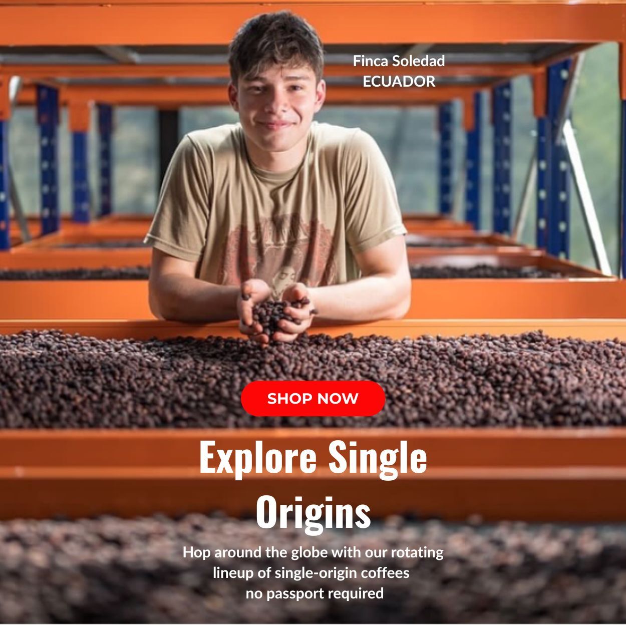 Young coffee producer holding dried coffee beans on raised drying beds, representing traceable single origin coffees at Coo Coo’s Coffee