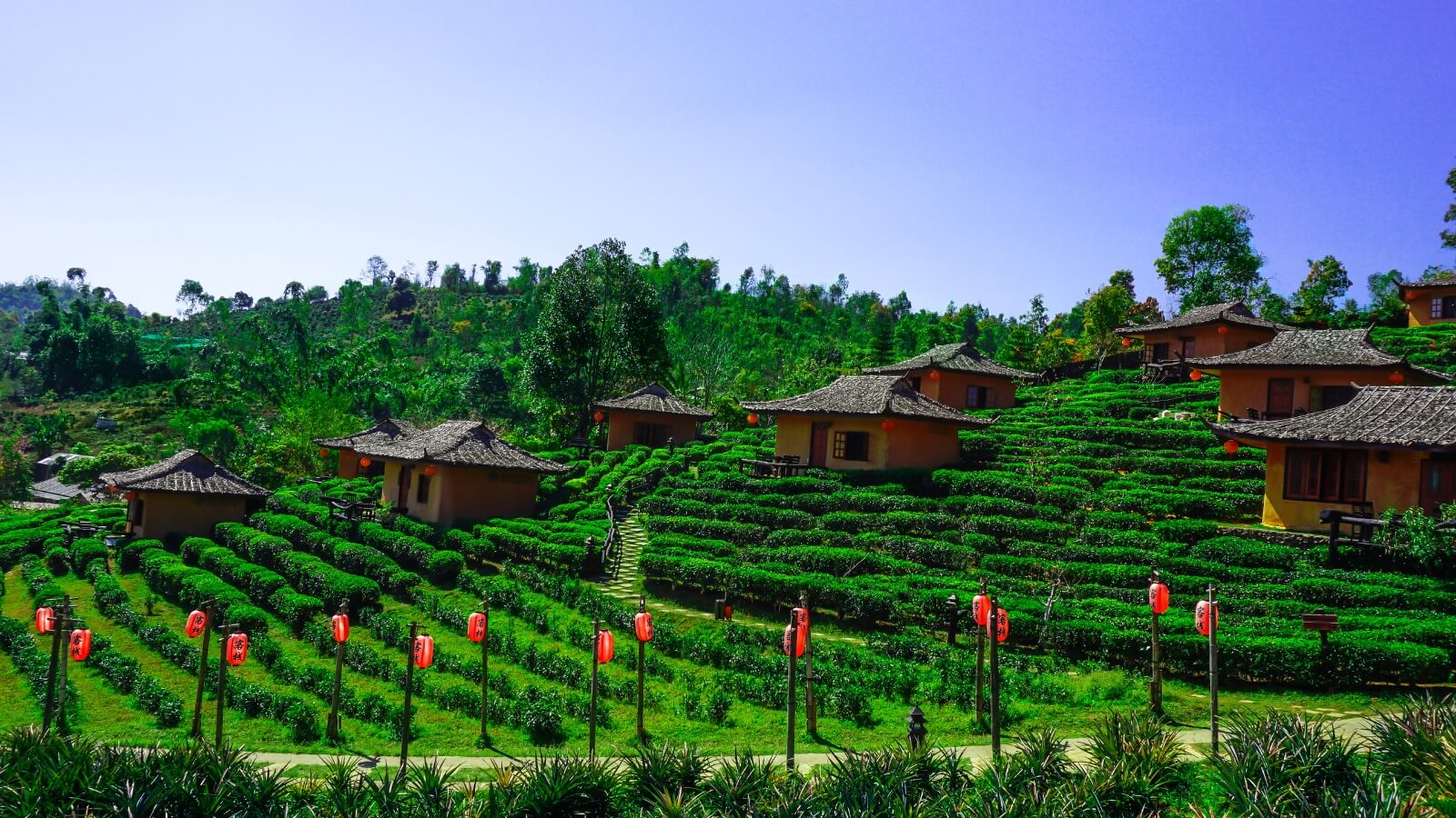 Tea farm with huts and walkways