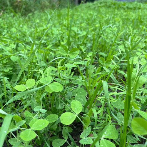 TnT Seed Company Peas, Oats, Vetch Garden Cover Crop Mix Seeds for Planting - 5 lb Jug - Improves Soil Health, Weed Suppression, Nitrogen Fixation, Increases Biomass
