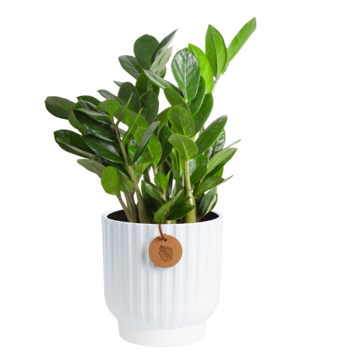 Costa Farms ZZ Plant, Live Indoor Plant, Air Purifying, Easy Care