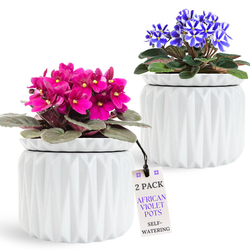 Thriving Thicket 6 Inch African Violet Pots Self Watering, 2 Pack, Ceramic Pot with Water Reservoir and Fill Lines, 4 Inch Opening, Indoor Flower Planter, Holds 3 Weeks of Water