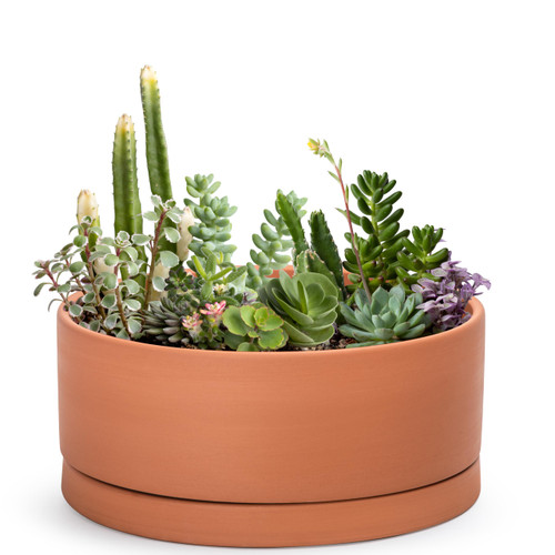 D'vine Dev Terracotta Shallow Planter Pot with Saucer, 12 in, 40-Y-C-0