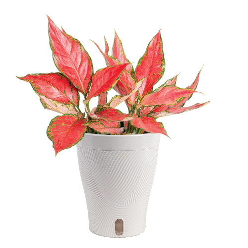 Costa Farms Chinese Evergreen, Live Indoor Plant, Easy Care, Home Decor