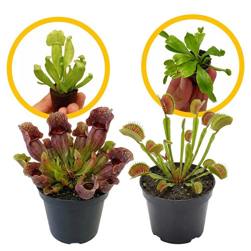 ragnaroc Sarracenia Purpurea SSP. Venosa 2-4" (Purple Pitcher Plant) & Dionaea Muscipula 2-4" (Venus Fly Trap) 2ct – Live Plant for Indoor Outdoor Use, Carnivorous Plants – Live Arrival Guaranteed