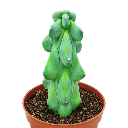 Boobie Cactus Live Plant - Myrtillocactus Geometrizans Fukurokuryuzinboku - 6-8 Inch Height, Unique Succulent Cactus for Indoor and Outdoor Home and Garden Decor, Low Maintenance and Drought-Tolerant