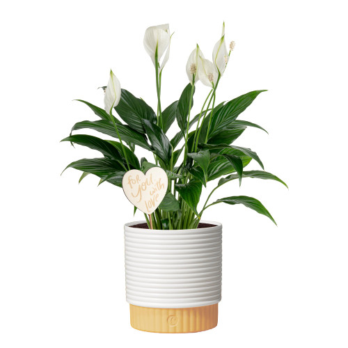 Costa Farms Peace Lily, Live Indoor Plant, Air Purifying, White Flowers