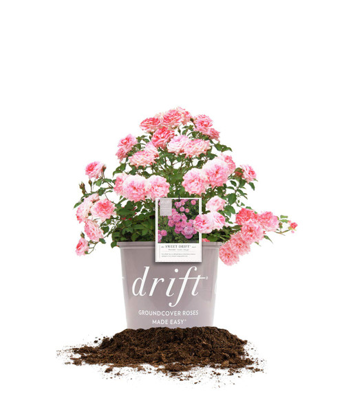 Perfect Plants Sweet Drift Rose Live Plant, 1 Gallon, Pink Ground Cover