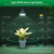 SANSI Dimmable Grow Light Bulb Full Spectrum, 40W Grow Bulb with Remote
