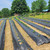 Sunocity 4ft x 300ft Durable Weed Barrier Fabric, 3.2oz Heavy-Duty Landscaping Fabric, Permeable Ground Cover for Garden, Lawn, and Outdoor Projects, Easy to Install, with 90 Staples