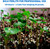 Norcal Perlite Horticultural Organic Certified Premium Screened Coarse Garden Indoor Outdoor Plants Soil and Drainage 4 Cubic Feet (103 Quarts) 1 Bag NEW