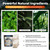 Pest Control Pouches, Peppermint Mouse Repellent, Mosquito Repellent, Nature Repel Rodents, Mouse, Mice, Rats, Ant, Roach, Moths & Other Pest for Indoor & Outdoor Use - 10 Pouches