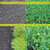 TnT Seed Company Peas, Oats, Vetch Garden Cover Crop Mix Seeds for Planting - 5 lb Jug - Improves Soil Health, Weed Suppression, Nitrogen Fixation, Increases Biomass