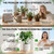 6 Pack 26 oz Extra Large Plant Self Watering Globes to 3 Weeks Watering